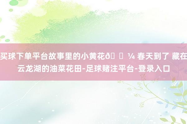 买球下单平台故事里的小黄花🌼 春天到了 藏在云龙湖的油菜花田-足球赌注平台-登录入口
